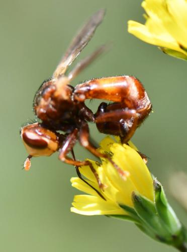 Réf. 262 156 : Sicus ferrugineus